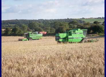 Harvest 2007